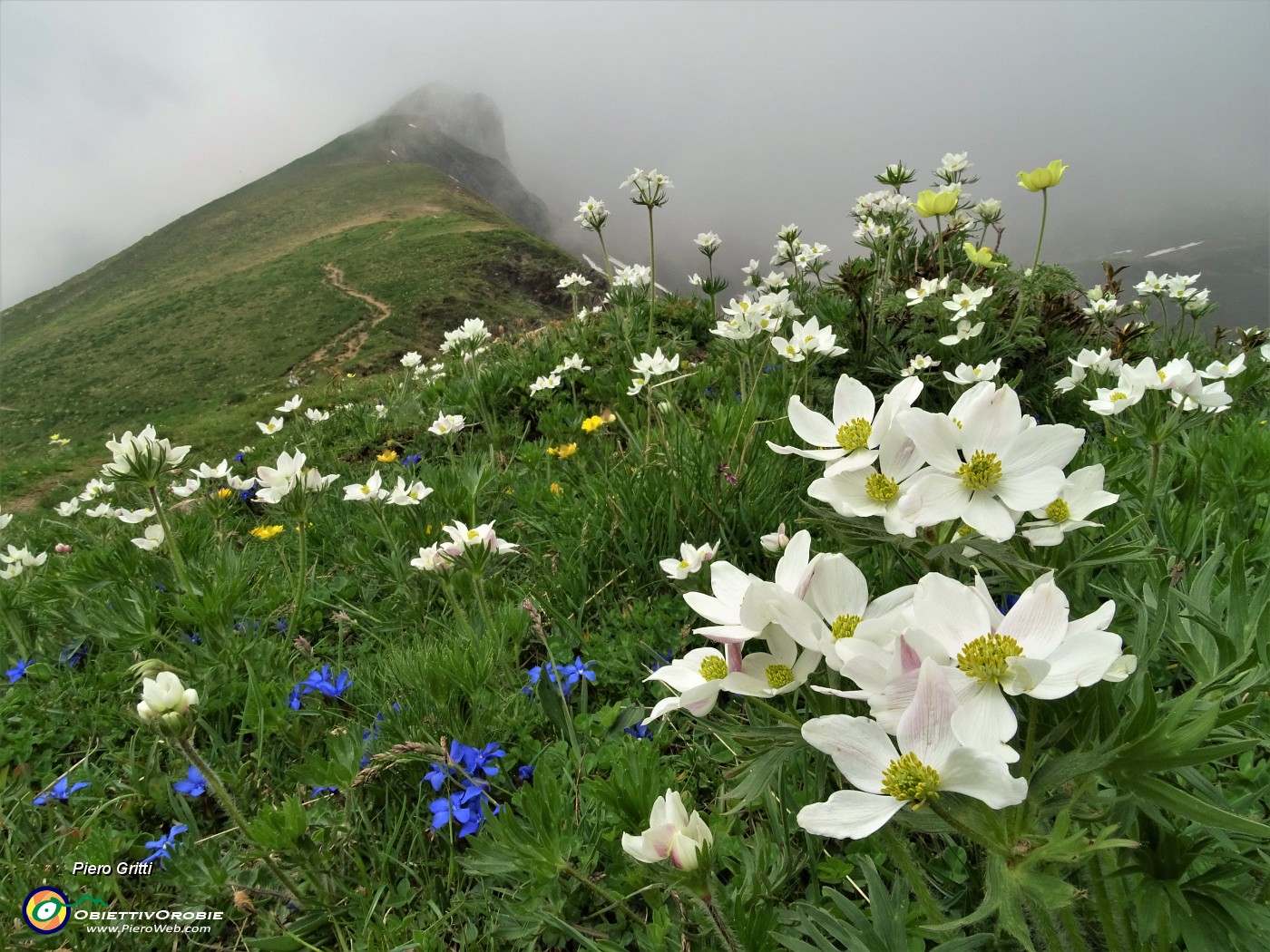 35 Anemoni narcissini (Anemonastrum narcissiflorum) con vista verso il Triomen.JPG
